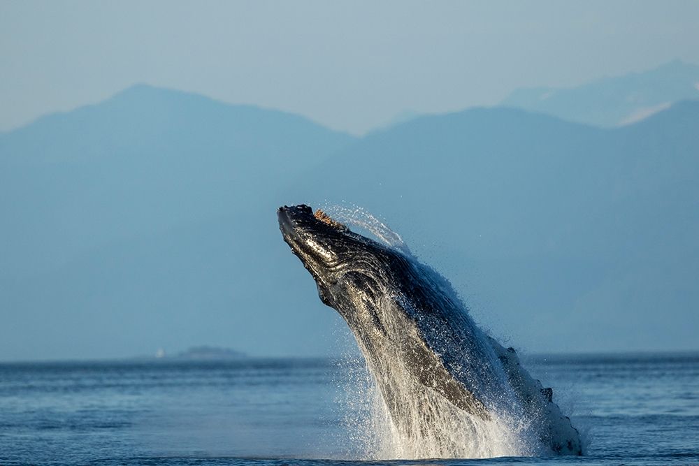 Alaska-Water streams from breaching Humpback Whale in Frederick Sound near Kupreanof Island
